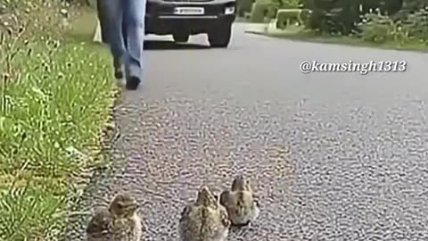 Heart touching mesmerising video