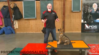 Master Dog Trainer working with Puppy