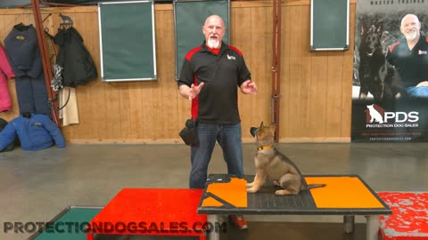 Master Dog Trainer working with Puppy
