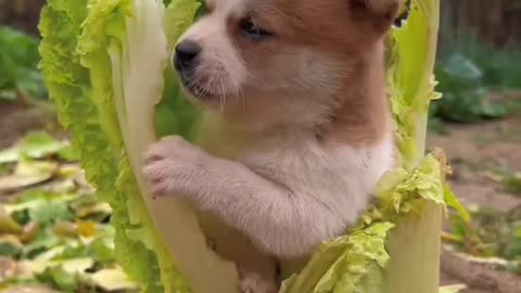 "The dog in the cabbage; the cabbage-eating veggie dog."