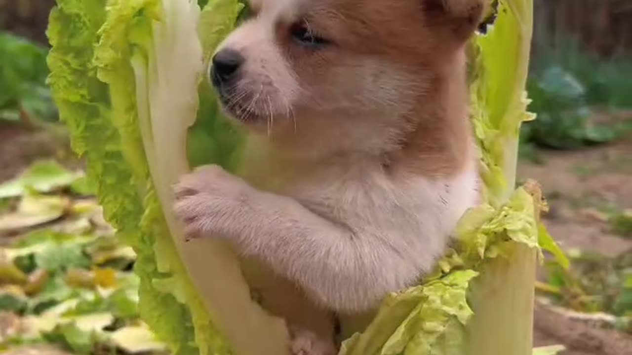 "The dog in the cabbage; the cabbage-eating veggie dog."