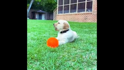 Dog playing fanny video