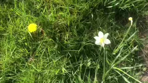 Barefoot Easter Sunday egg hunt 🐣 #barefoot