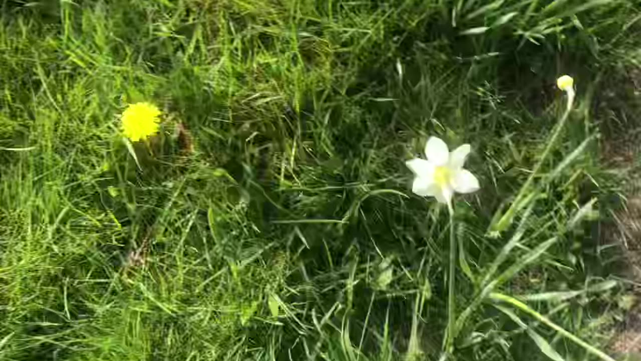 Barefoot Easter Sunday egg hunt 🐣 #barefoot