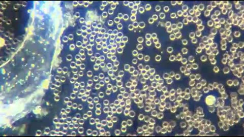 микророботы в крови уколотых