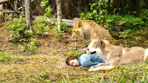 She collapsed in the forest—saved only by the wolf and lion