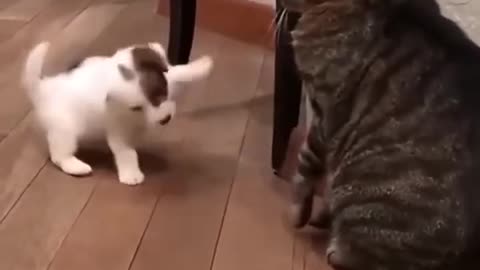 Funny cat dog