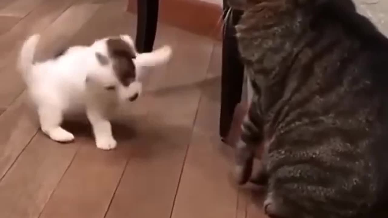 Funny cat dog