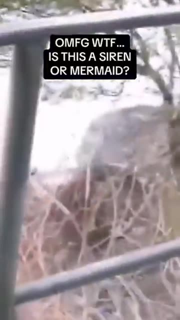 Oh mon Dieu! C'est quoi ce truc? Est ce une sirène pour de vrai!? 😱