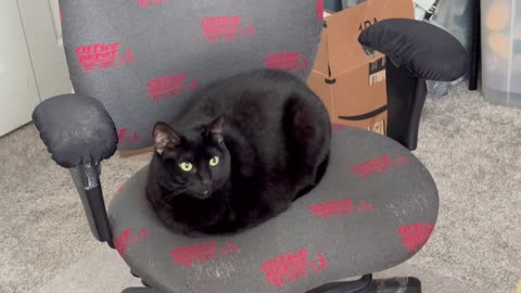 Precious Piper is a Great Example of an Office Manager Loaf - Adopting a Cat from a Shelter Vlog