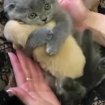 Hey one in a Million love cat 😻💖🐶 Cute kitten hugs puppy #shorts #pets #cats #puppy #dog