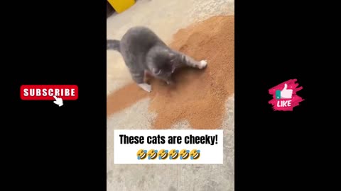 What this cat is doing? | Funny Cats VIdeo