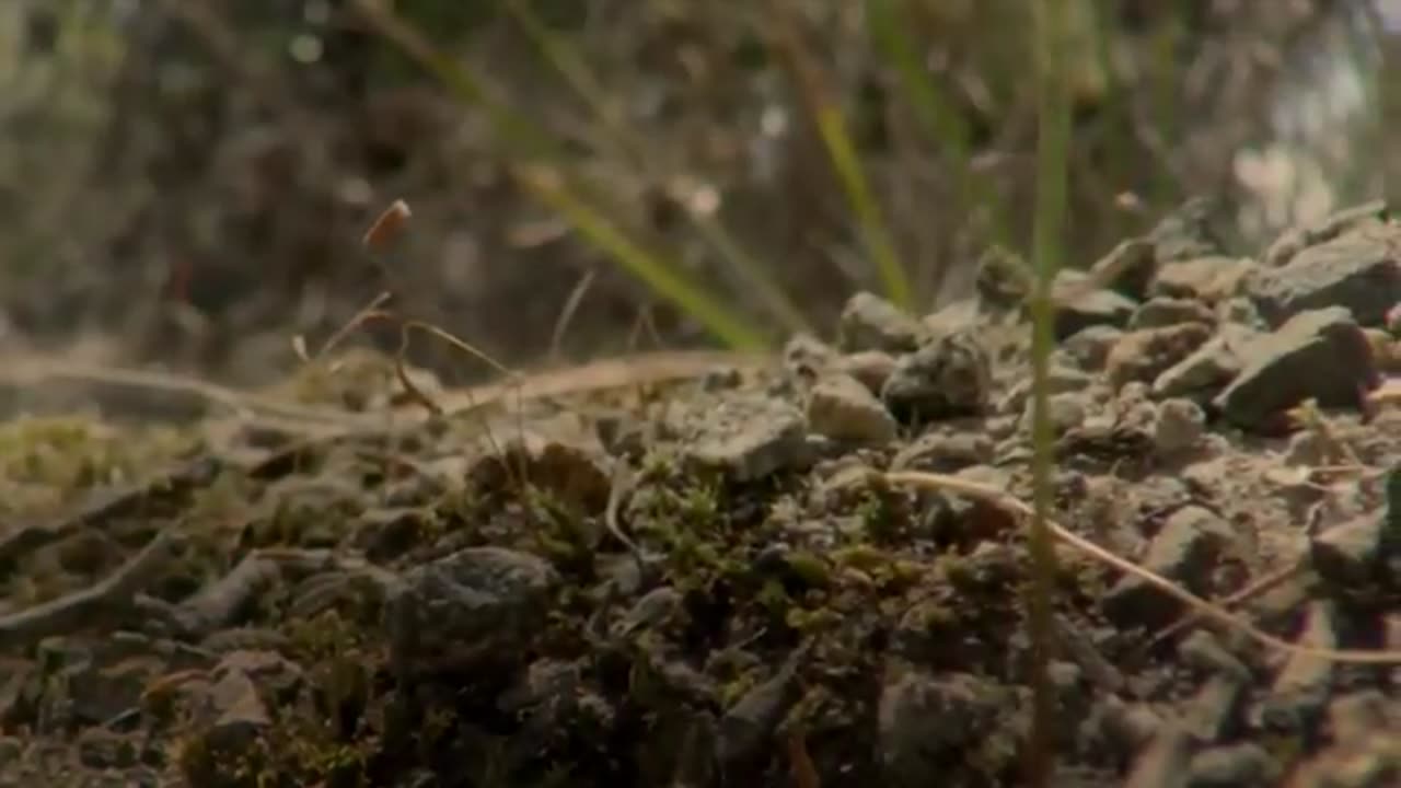 David Attenborough Presents: Tasmania - Weird & Wonderful | Free Documentary Nature