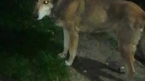 Con la barra de peludos, mi única compañía