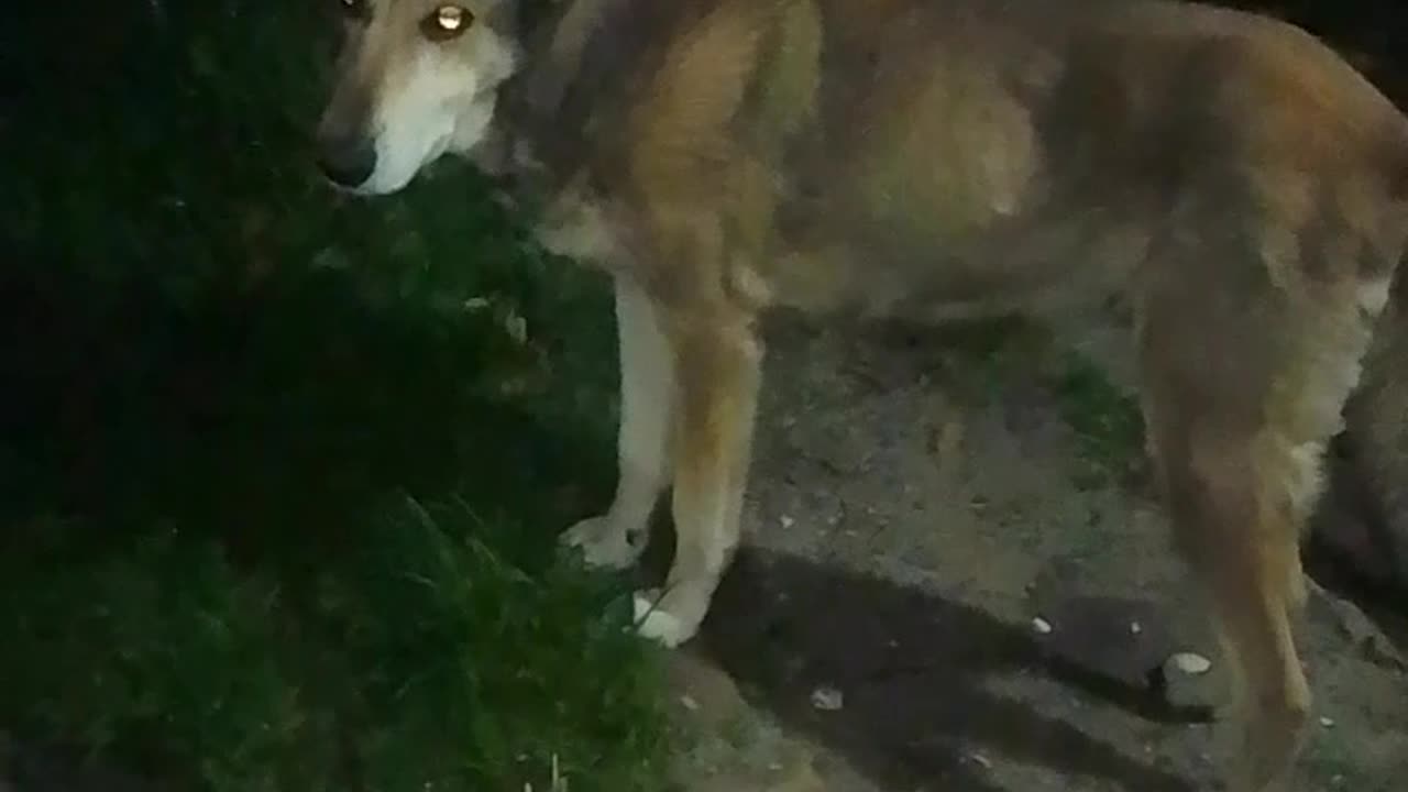 Con la barra de peludos, mi única compañía