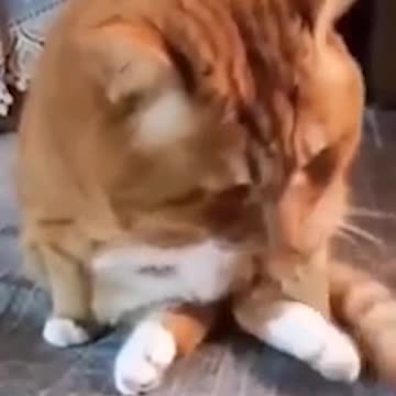 HILARIOUS Cats Doing the Funniest Things! 😂🐱 (You Won't Believe the Last One!)