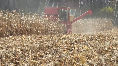 Combining corn with 1160 case 2025