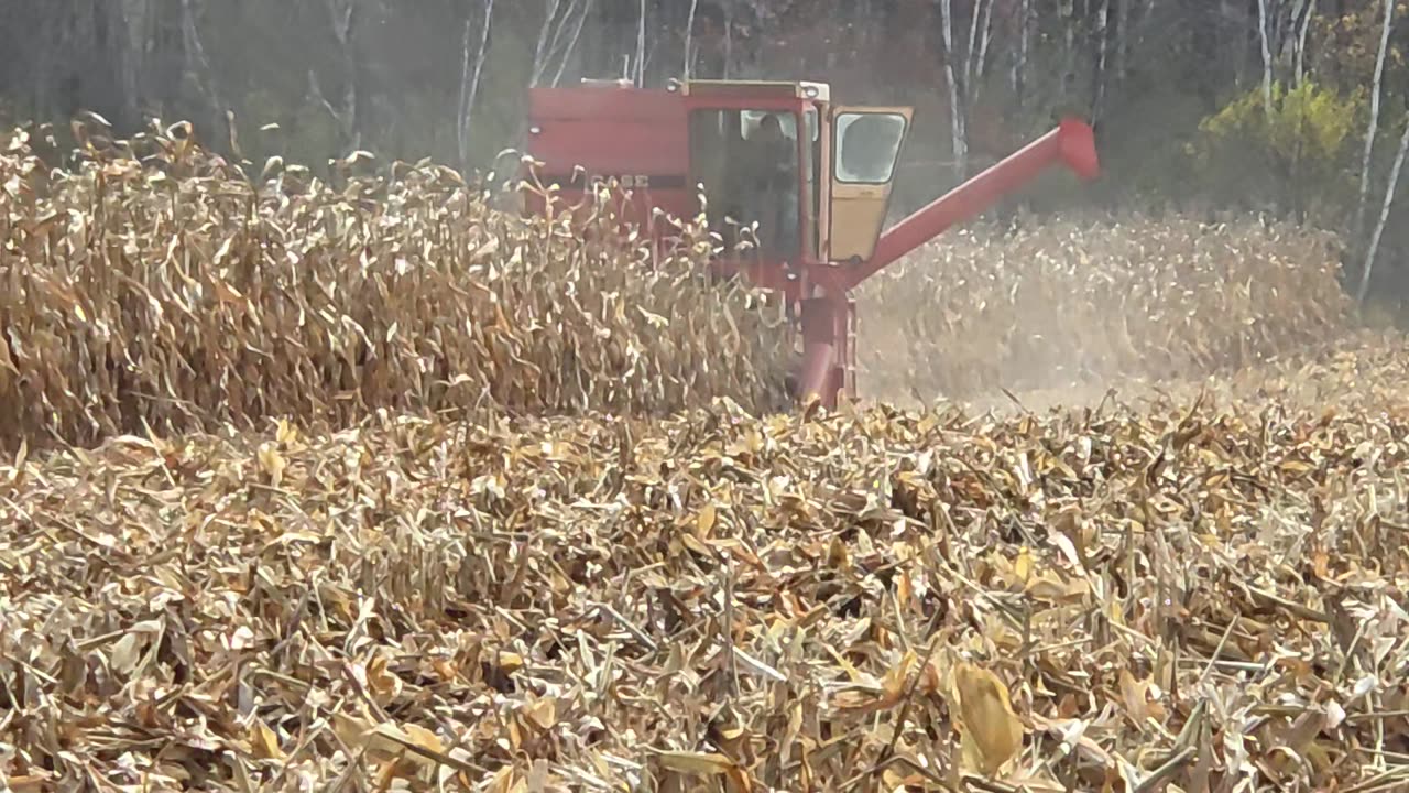 Combining corn with 1160 case 2025