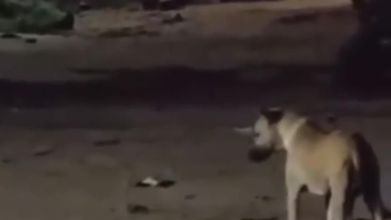 🐶👀 Has Anyone Seen the Dog? | TheHauntingHour