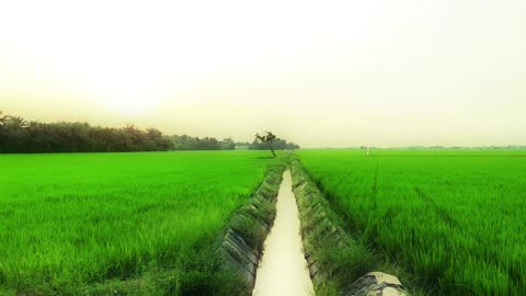 Green Rice Fields Beauty | Part 1: A Peaceful Walk Through Nature’s Canvas