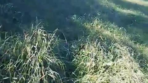 Über den Feld