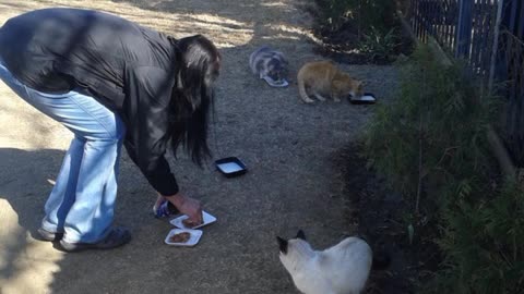 MY PASSION - PAMPERING CATS AT AN ANIMAL SHELTER😻