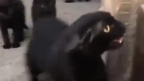 Funny animals