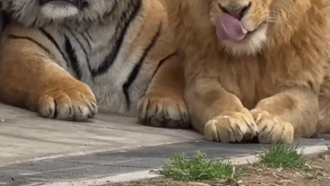 Friendship of lion and tiger