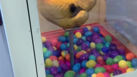 Vintage Coin-Op Chicken Egg Prize Machine