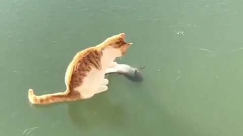 cat is so confused
