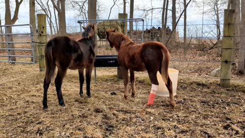 Sriracha and Marty first turnout together 13 Jan 2026