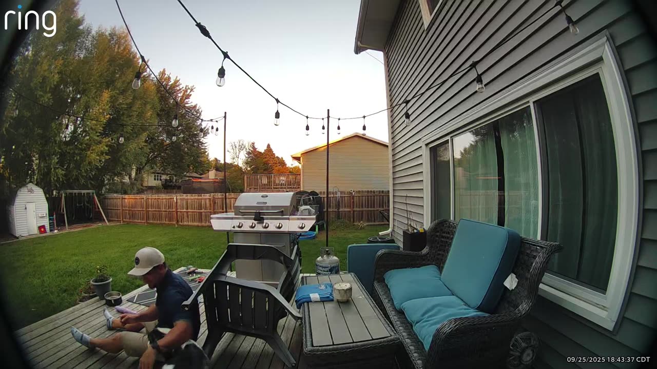 Spaniel Blocks Chair Sitting