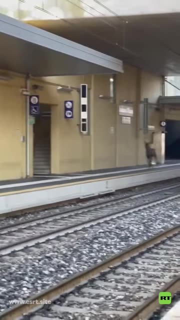 🦌🚇Ciervo 'fuera de control' causa caos en una estación de tren