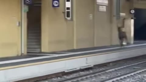🦌🚇Ciervo 'fuera de control' causa caos en una estación de tren