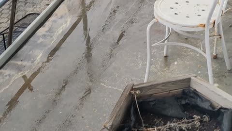 Bull Terrier Slides Off Porch