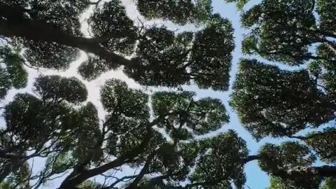 Beauty of Tree along with Sky direct from Africa