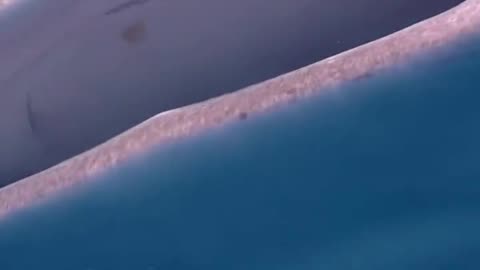 Swimming With the Giants, Whale Sharks of Darwin Island