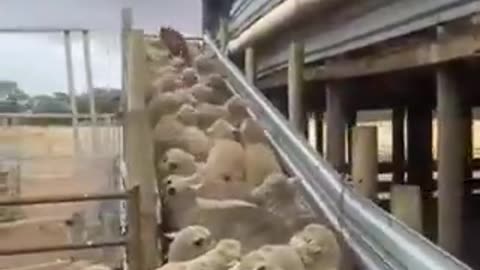 Dog clears sheep traffic jam | funny video | crazy clips