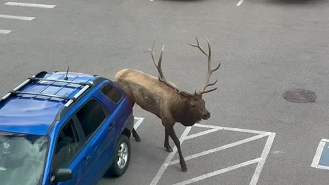 Estes Park Elk Rams Parked Car