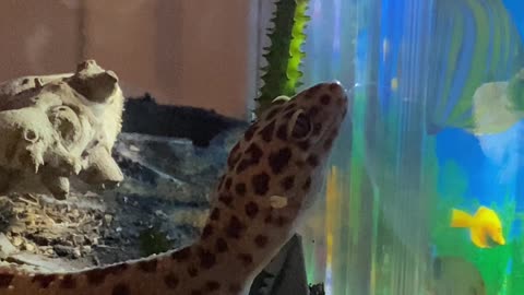 CUTEST LEOPARD GECKO ON THE INTERNET