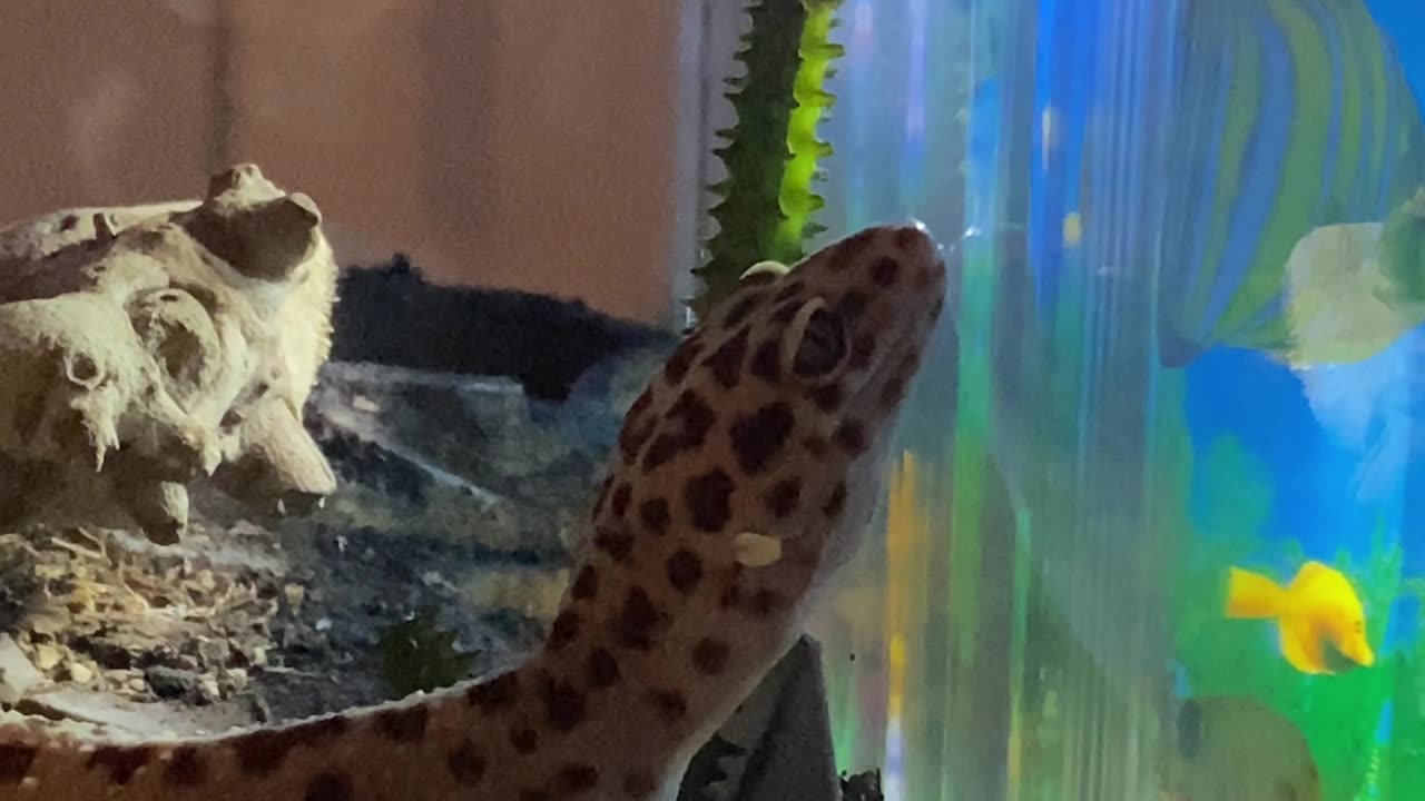 CUTEST LEOPARD GECKO ON THE INTERNET