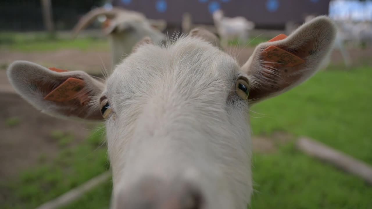 baby goat play with the camera