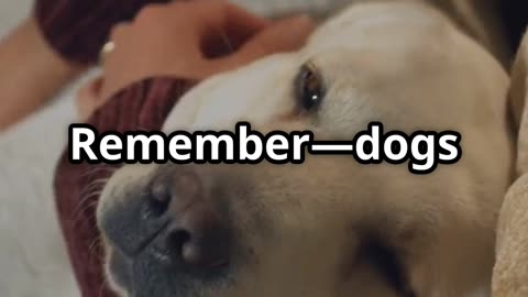 Can dogs have a bad mood?