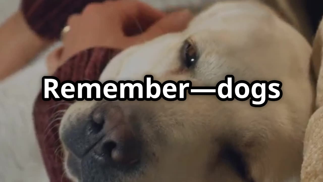 Can dogs have a bad mood?