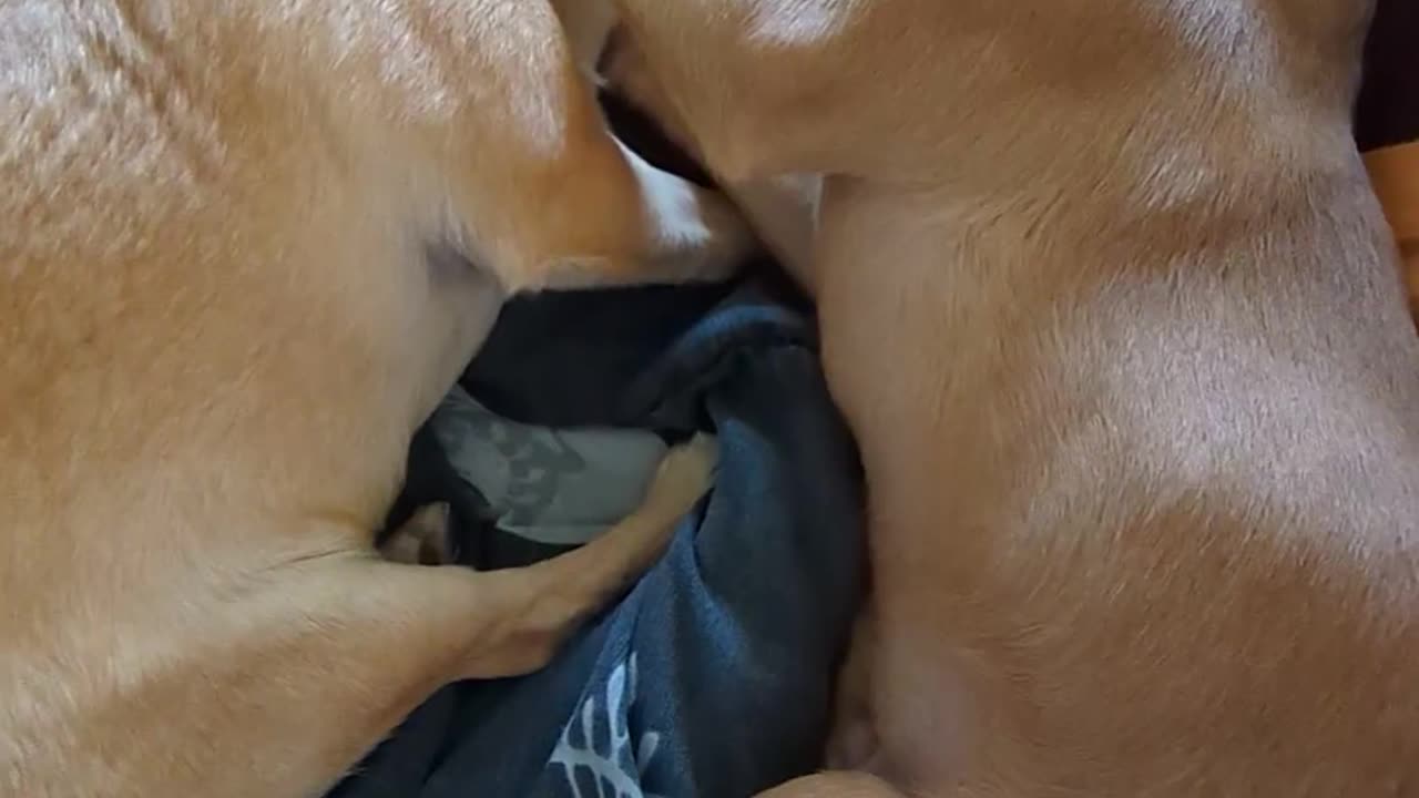 I call this teeth jousting.