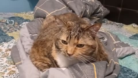 Ultimate Cat Relaxation: Adorable Nap Time That melts hearts