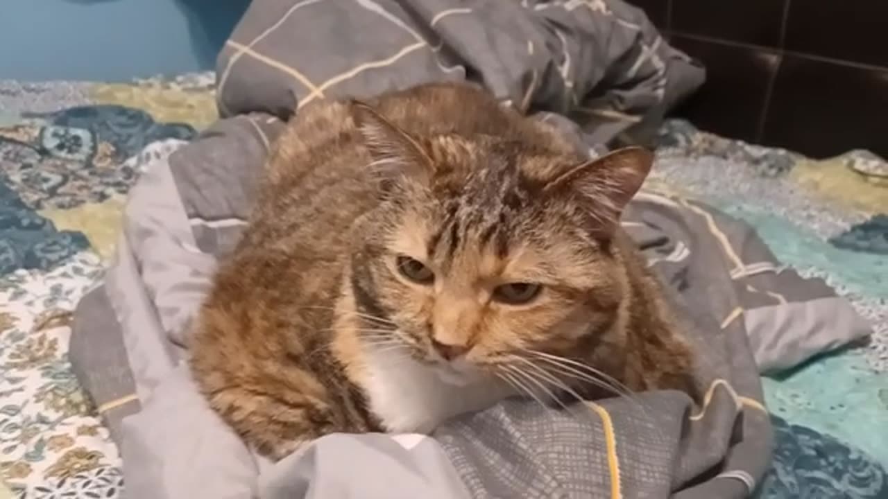 Ultimate Cat Relaxation: Adorable Nap Time That melts hearts