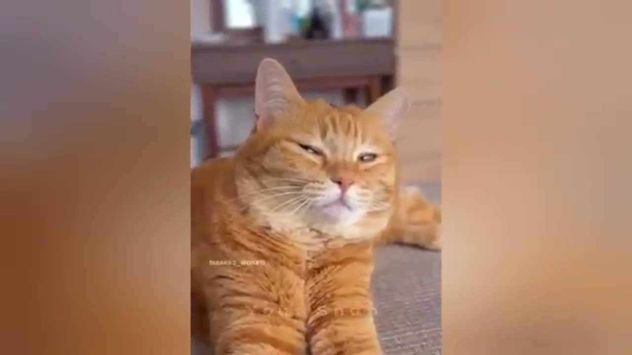 The Most dramatic cats moments ever!😻😹😹😸😸 Funny Cat Videos 2025