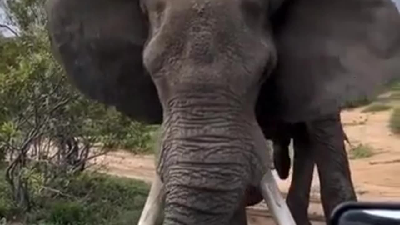 🤯✨ Watch An Elephant's Warning Before an Attack! | FeedMyCuriosity