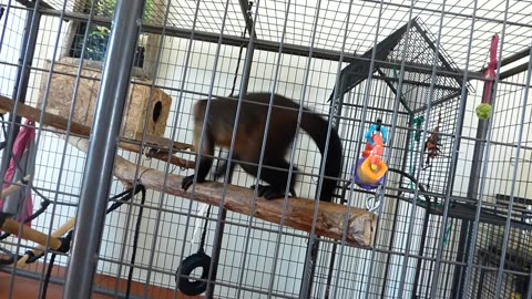 Tracy tells the story of Minnie goofing off with her monkey business, escaping enclosure!